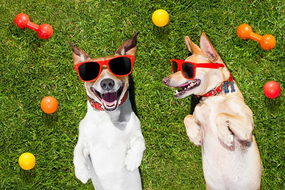 Two small dogs wearing sunglasses and laying in the sun.