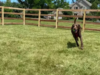 Dog at fenced-in dog park at Mallard Landing.