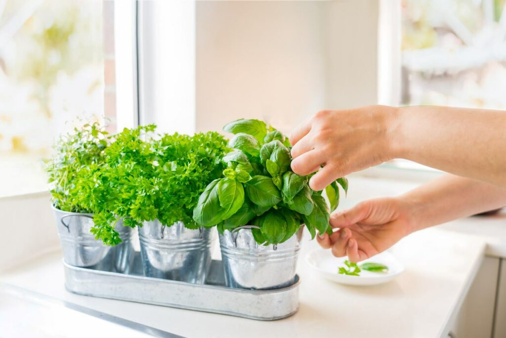 Close up woman's hand picking leaves of basil greenery with other pots of parsley and thyme.