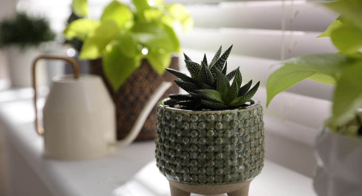 A variety of plants sitting on a window sill with a watering can