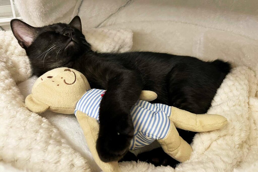 Black cat cuddles with stuffed toy in bed with blankets