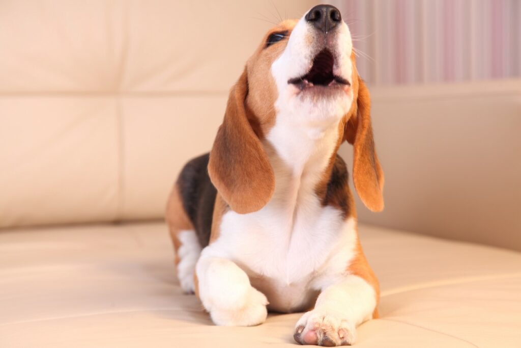  Beagle puppy lays on sofa and barks
