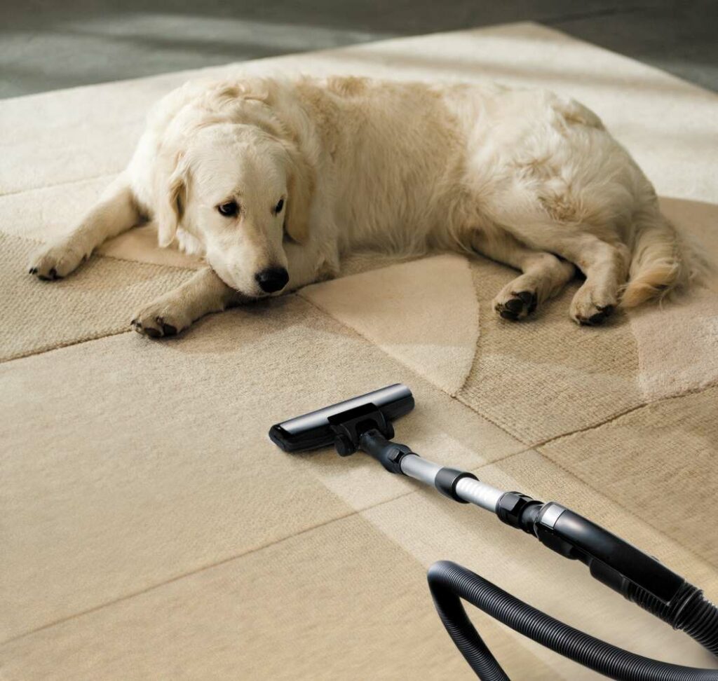 Golden retriever dog lays on floor next to robot vacuum in an apartment 