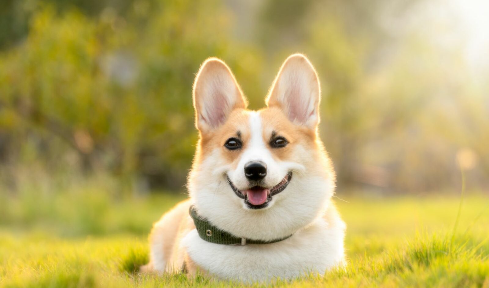 Smiling Dog in a Field