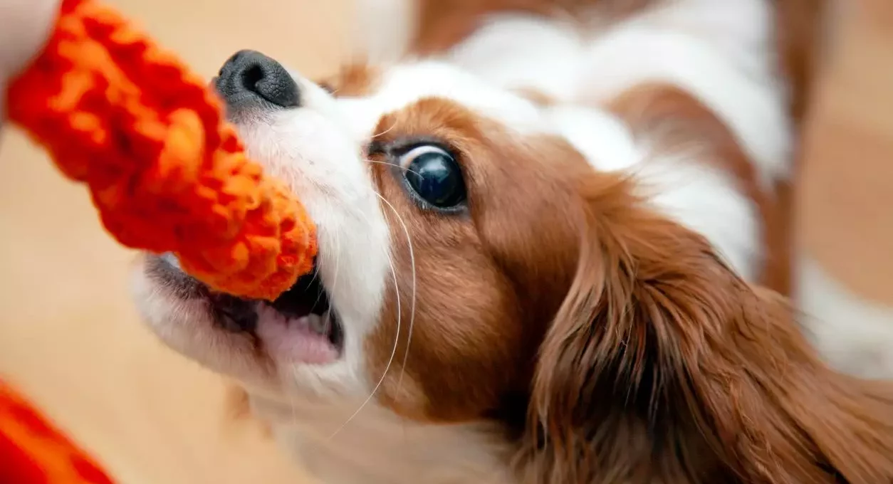 A dog playing tug-of-war with its owner inside their pet-friendly apartment.