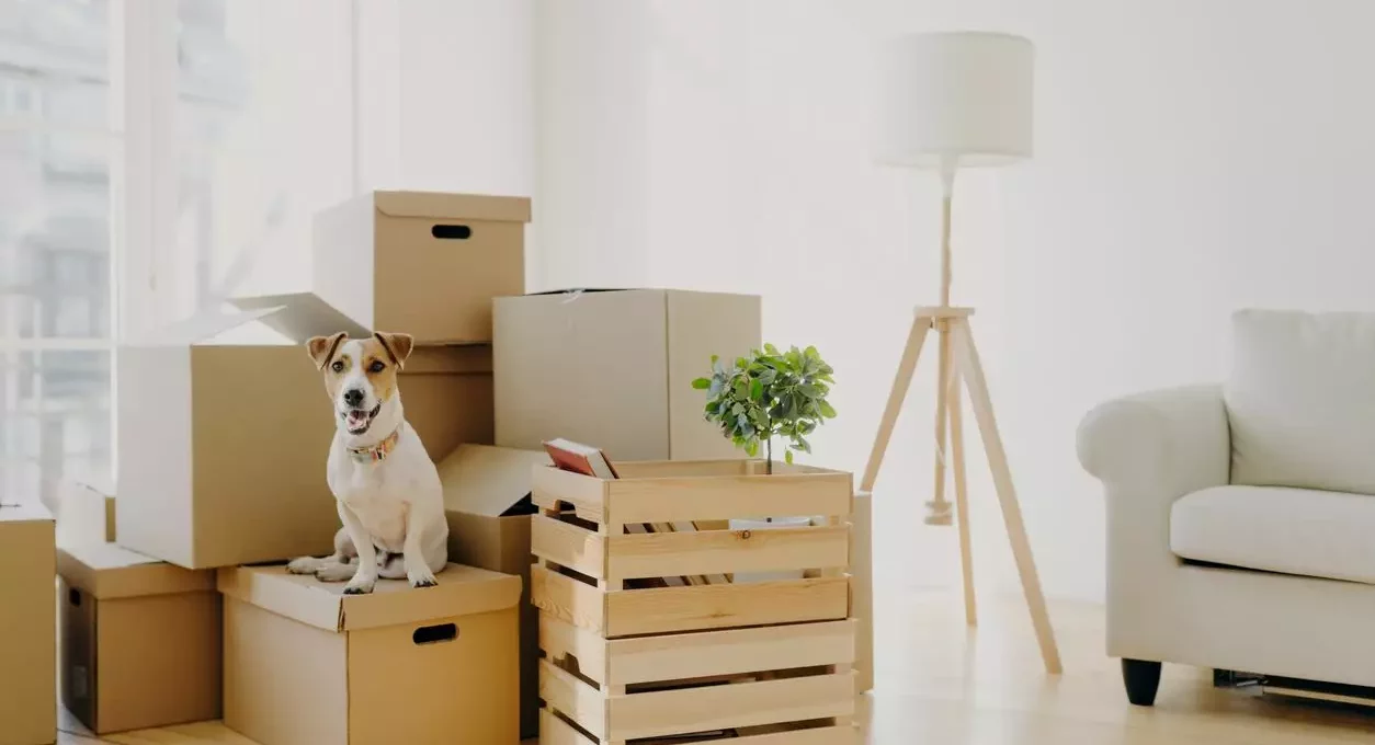 A puppy sits on boxes as his owner moves into a pet-friendly apartment.