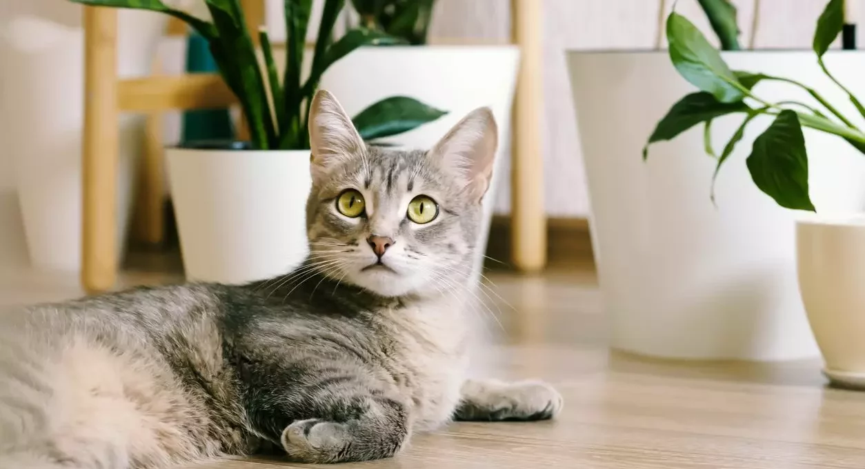 A gray kitten plays with an exposed wire left out when cat-proofing an apartment.