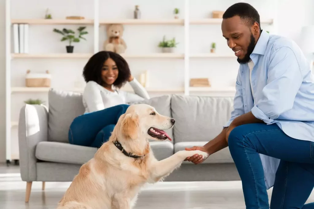 : In a pet-friendly apartment, a dog learns to shake with its owner, who holds a treat.