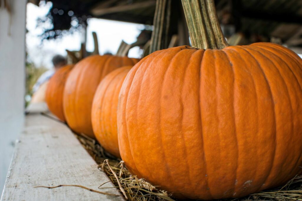 A line of pumpkins on display at a local farmers market.