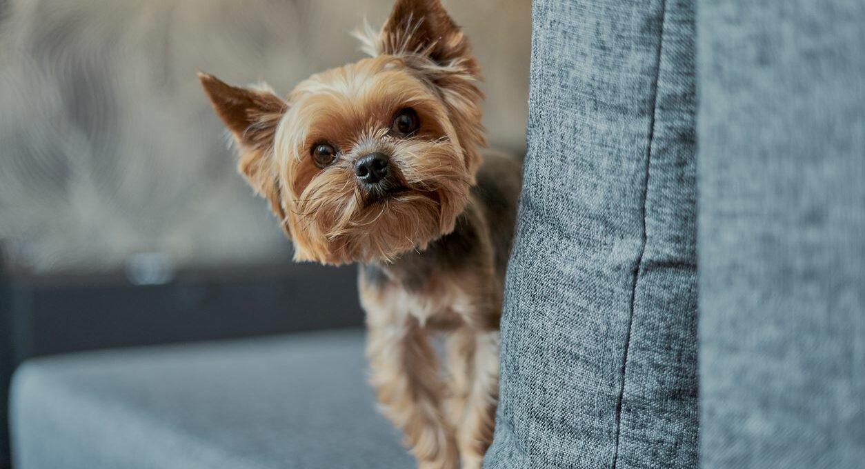 A curious Yorkshire terrier peeks around the end of a couch.