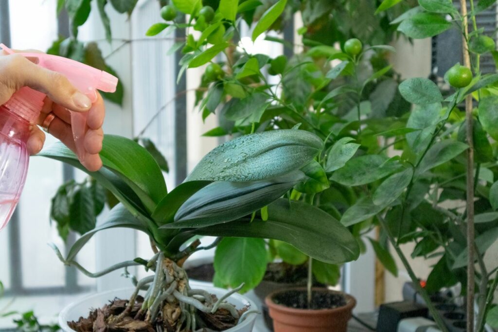 A young man examines the leaves of a Swiss cheese monstera closely.