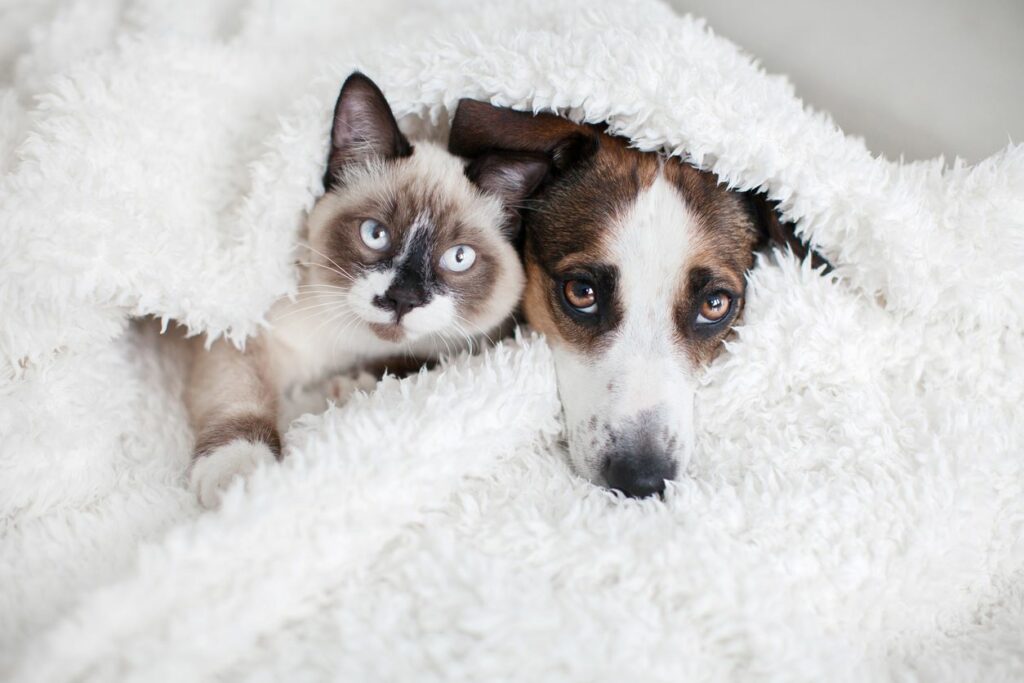 A dog and cat snuggle together in a fluffy blanket.