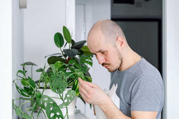 A young man examines the leaves of a Swiss cheese monstera closely.