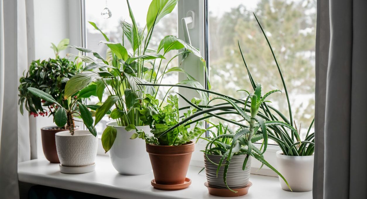 A variety of houseplants are lined along a windowsill.