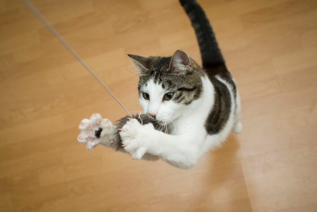 A playful cat catching a cat toy in an apartment.