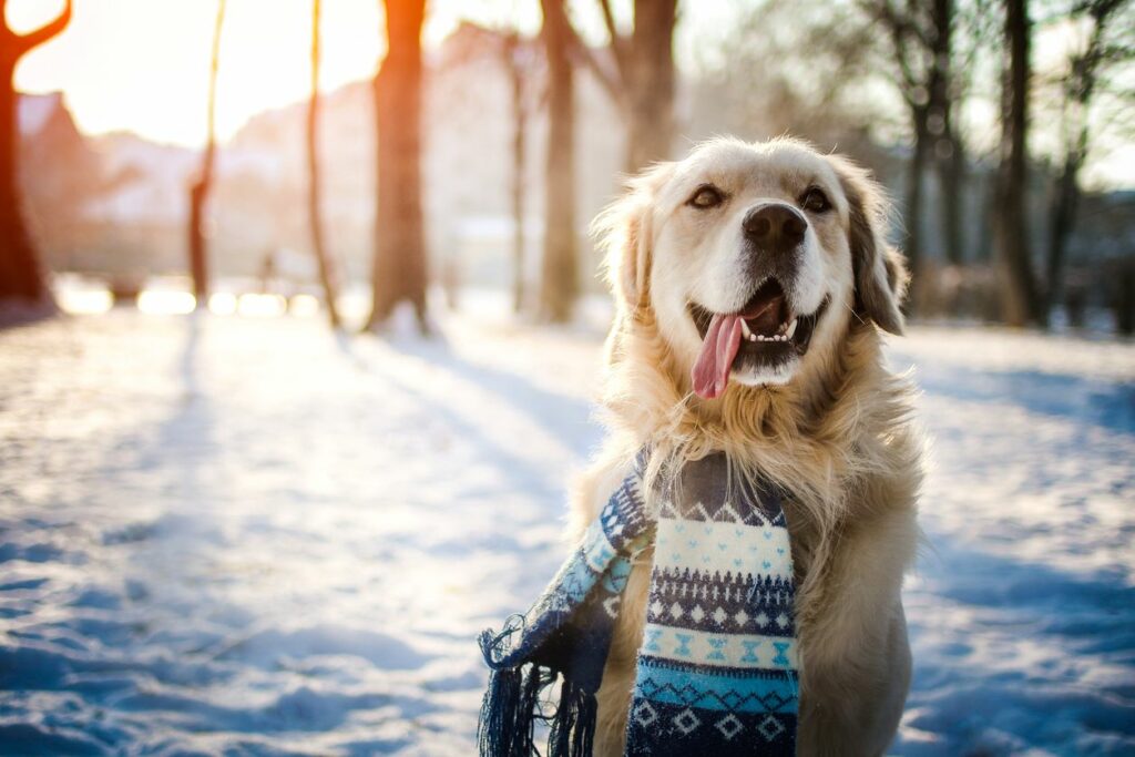 A golden retriever wearing a patterned scarf in a snowy clearing at sunrise.