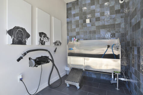 Altair in Florence Paw Spa for pet washing.