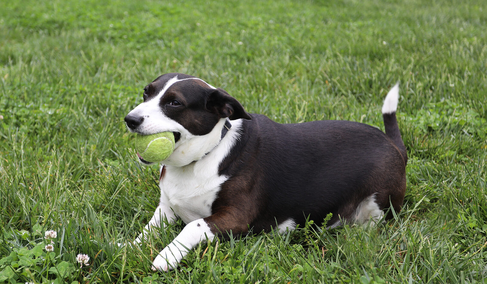 Dog with ball