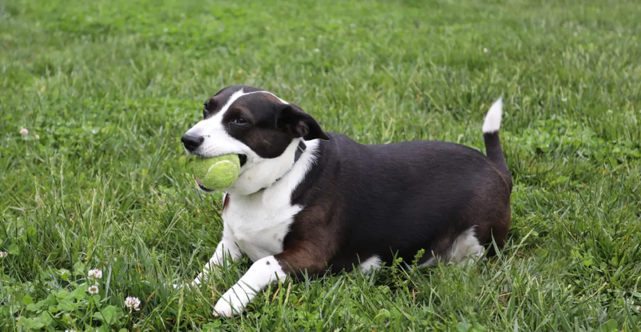 Dog with ball