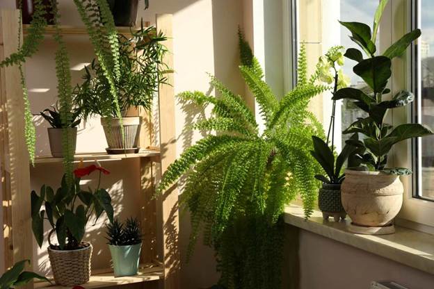 A variety of lush houseplants sit beside a large window in the sunlight.