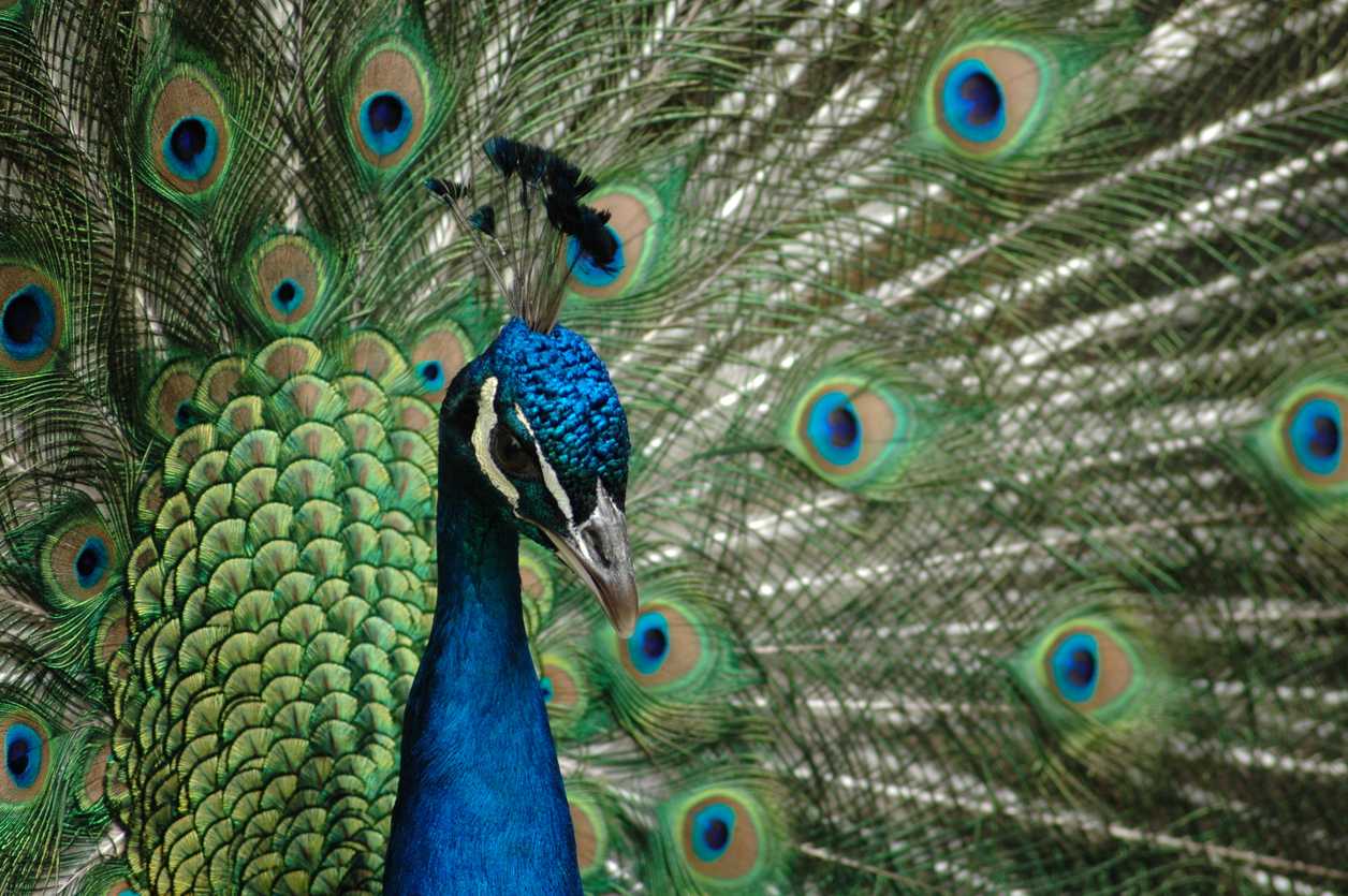 Brightly colored peacock with bright green plumage with blue accents at the Cincinnati Zoo.