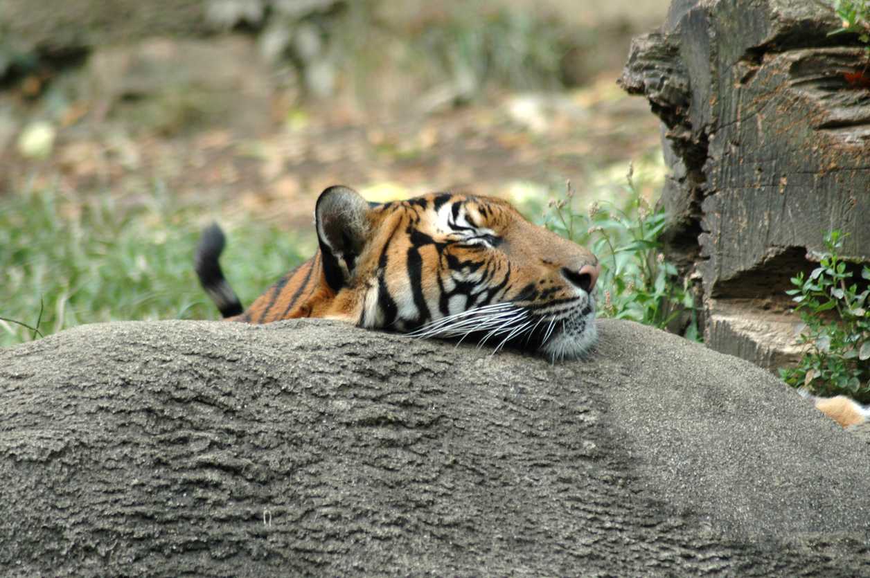 : A tiger basks in the sunlight, resting its head on a boulder with its eyes closed.