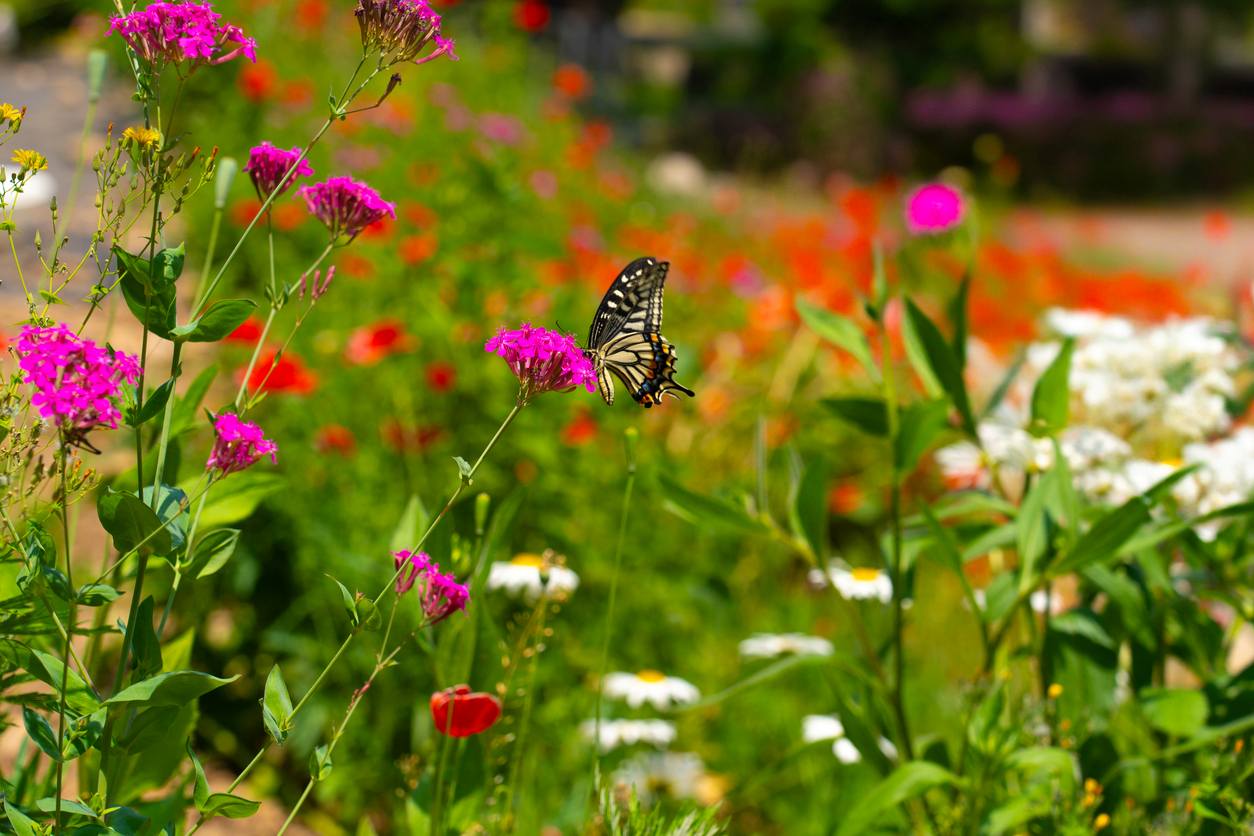A swallowtail butterfly sits on vibrant pink wildflowers in a pollinator garden.
