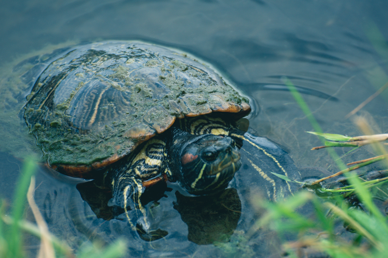 A red-eared slider turtle climbing out of the water at the Cox Arboretum and Gardens MetroPark