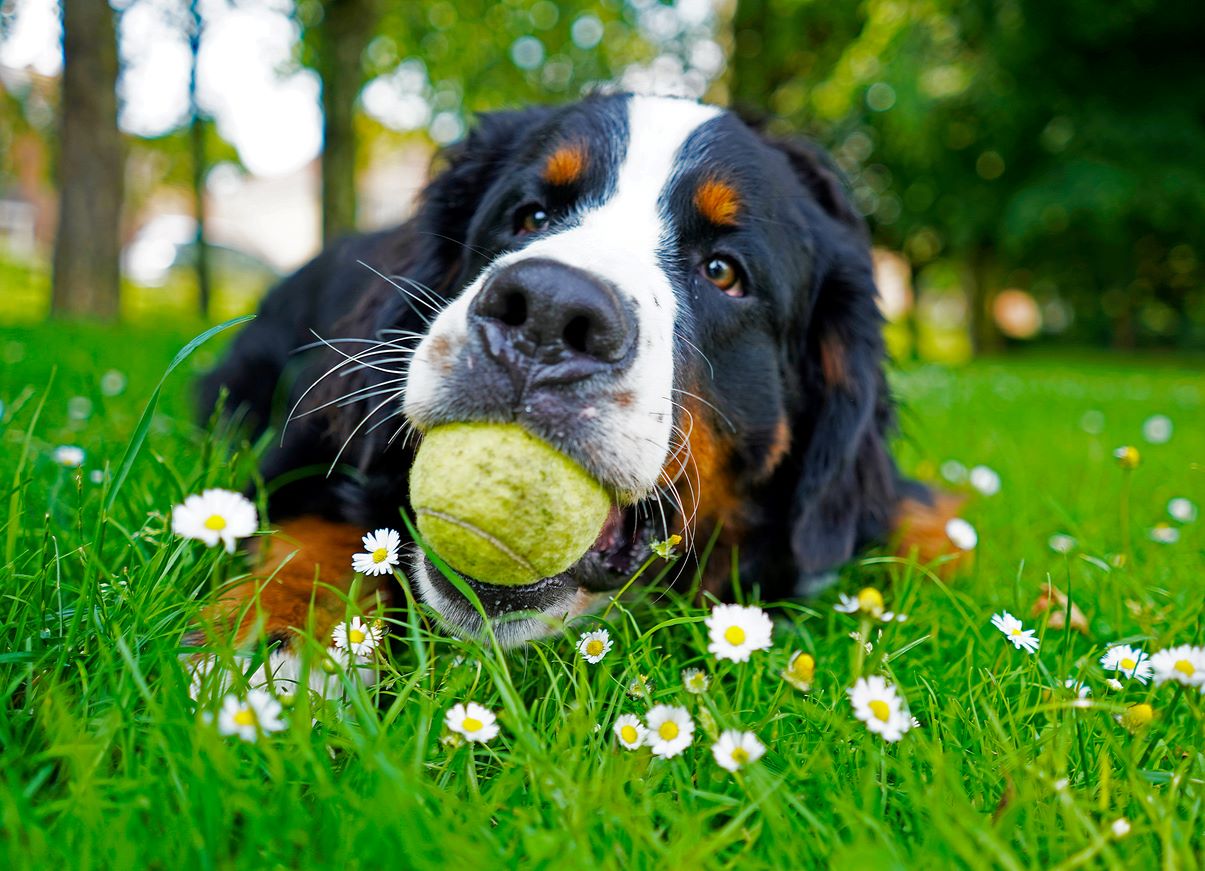 A 10-month-old puppy playfully sits with a tennis ball in its mouth.