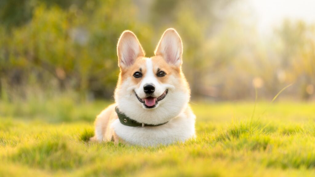 A smiling Corgi dog resting on green grass at a pet-friendly HILLS Properties apartment community.
